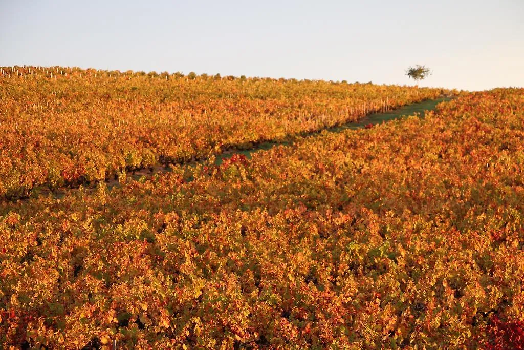 Les Glycines - Domaine Gilles Coperet Bed & Breakfast Regnie 0*, Regnie-Durette