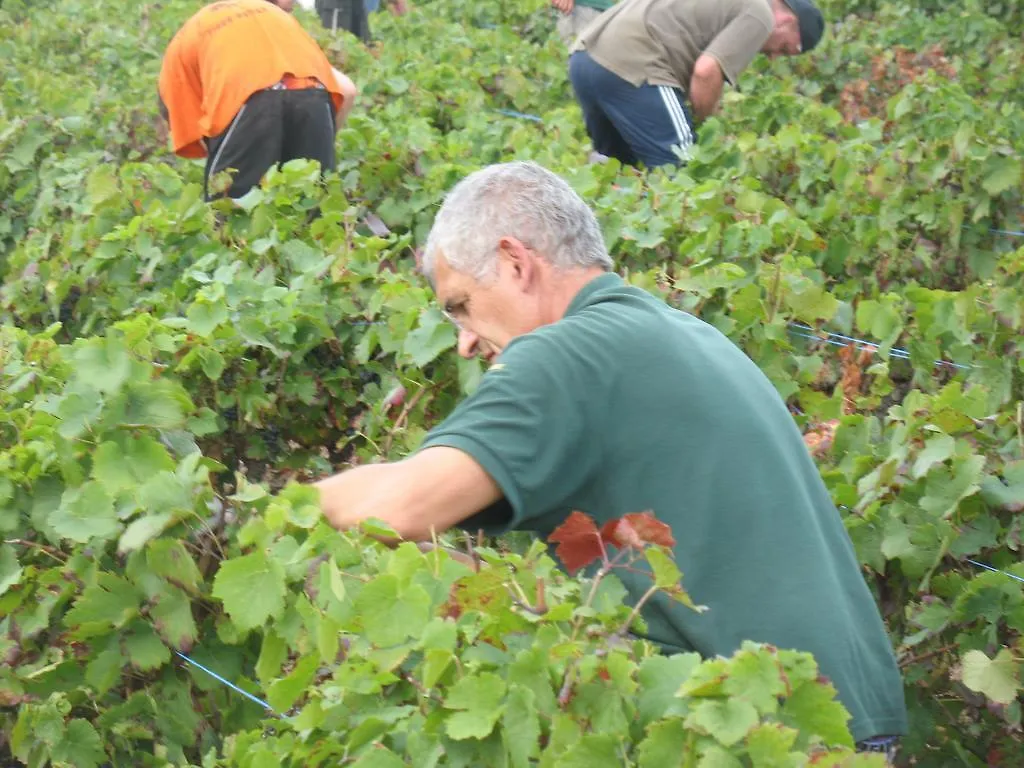 Domaine Gilles Coperet- Artisan-Vigneron- Chambres D'Hotes Les Glycines - Régnié