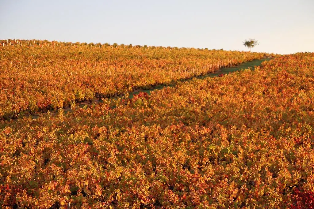 Domaine Gilles Coperet- Artisan-Vigneron- Chambres D'Hotes Les Glycines - France